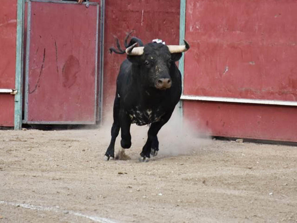 Un novillo sale de chiqueros, en una imagen de archivo. / A.M.