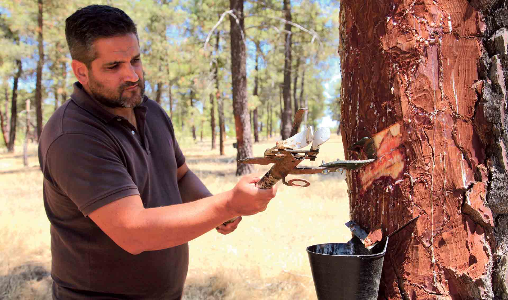 Ignacio Mesa, resinero y propietario forestal de la provincia, preparando el pino para su resinación con método tradicional. / Ismael Muñoz
