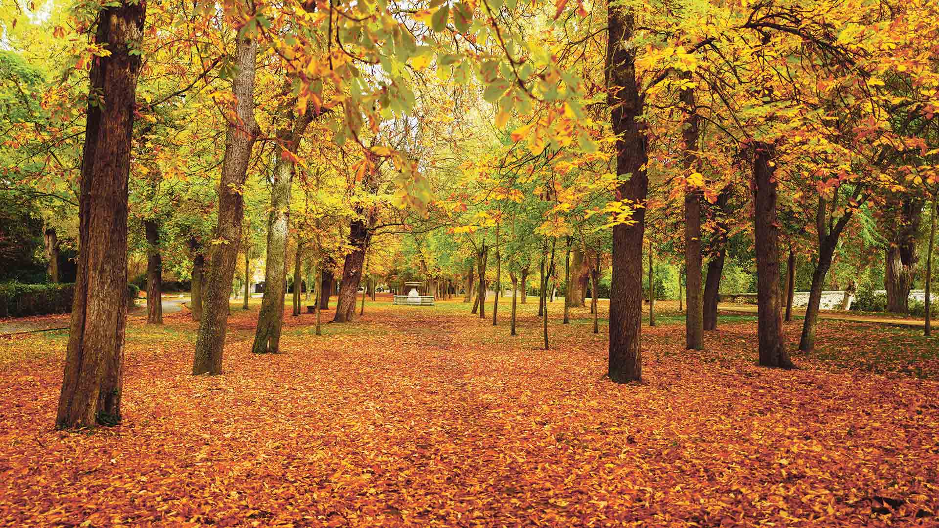 La Alameda en otoño. FOTO: MARIO.