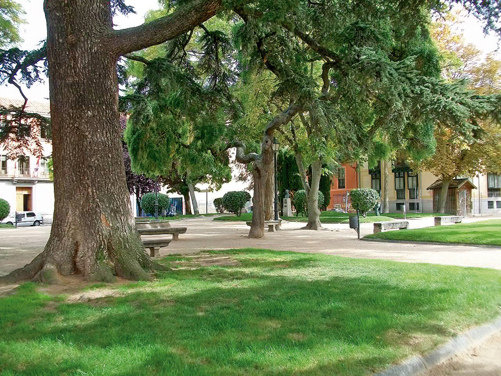 El poderoso cedro, marginado en una esquina del jardín, se impone a todos los demás árboles (Foto: Juan Manuel Santamaría).