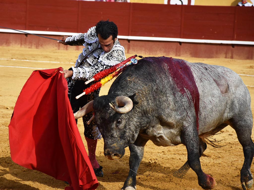 Jesús Martínez 'Morenito de Aranda', con un toro de Partido de Resina en Cuéllar (2021). / A.M.