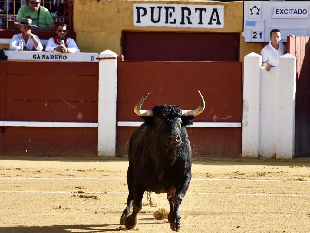 Toro de Partido de Resina, lidiado en Cuéllar el año pasado. / A.M.