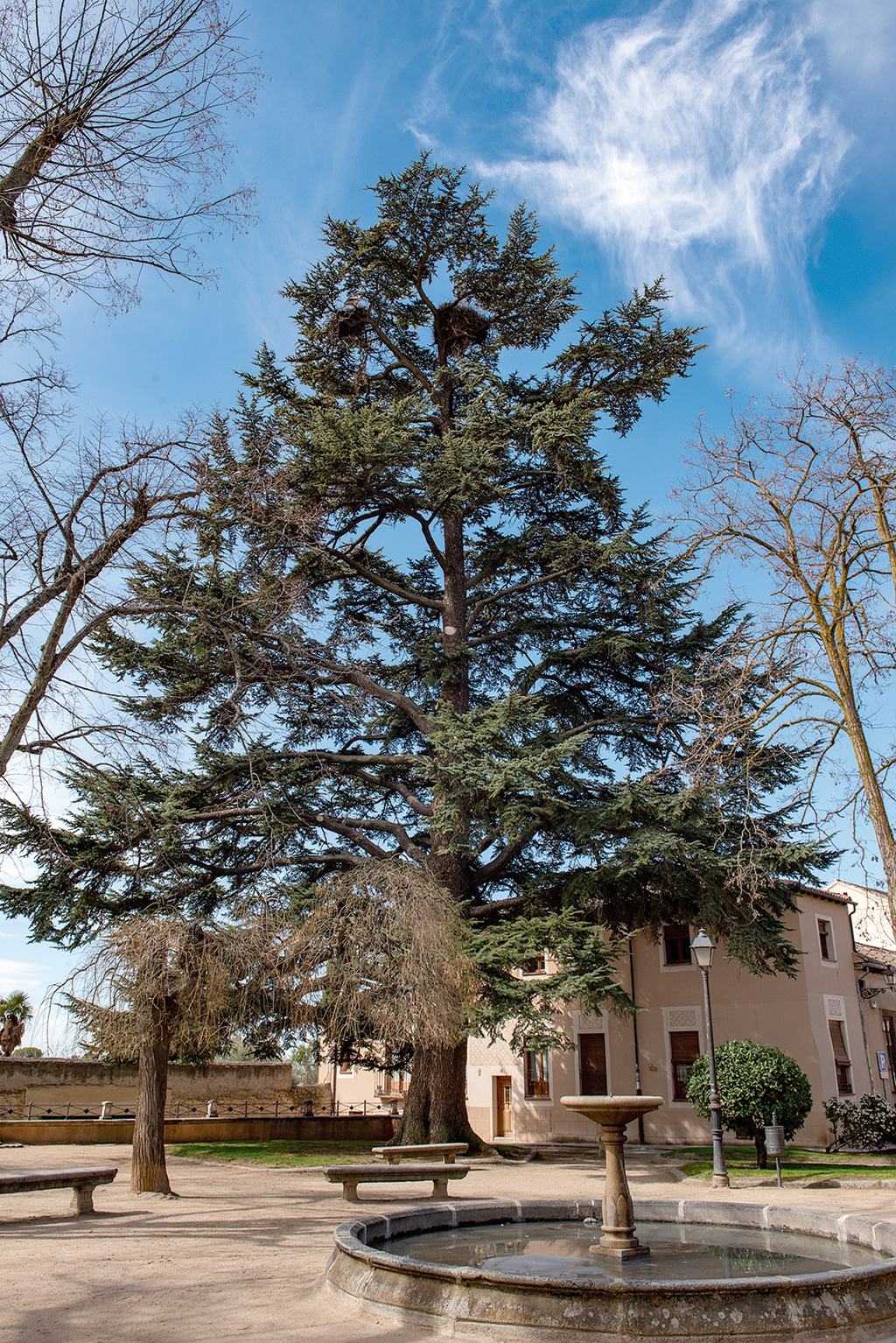El cedro de la plaza de La Merced. Luis Horcajada.