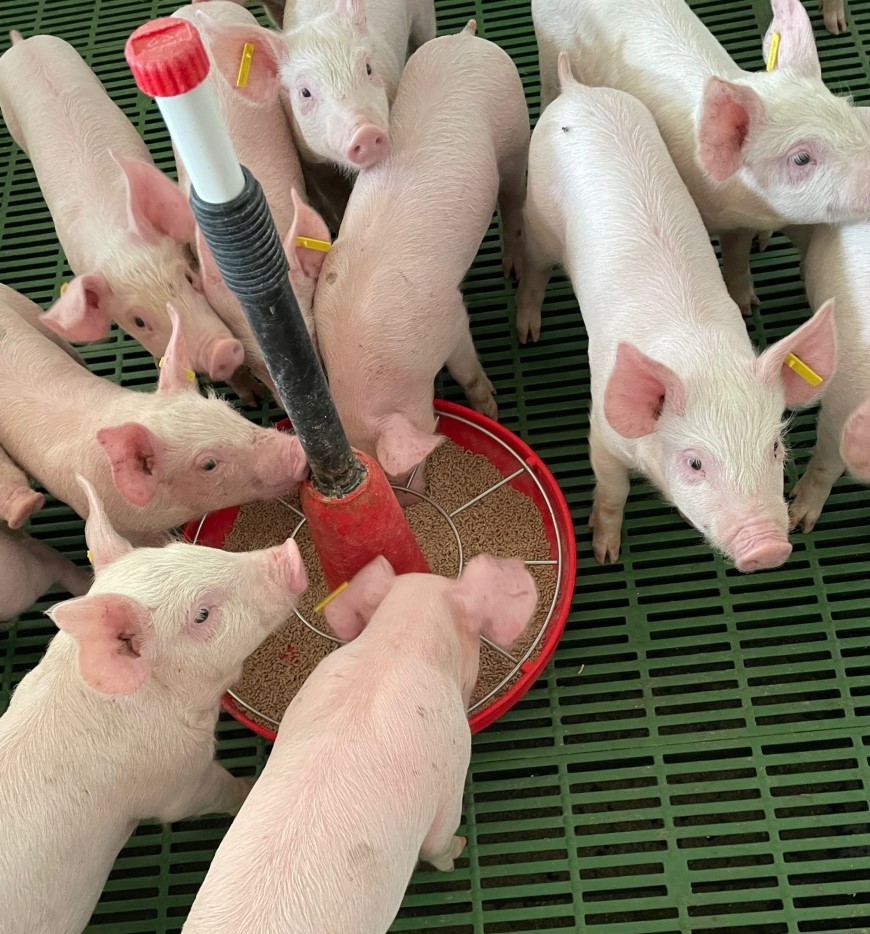 El precio de la carne de porcino también se ha visto afectada por el aumento de los costes del pienso.