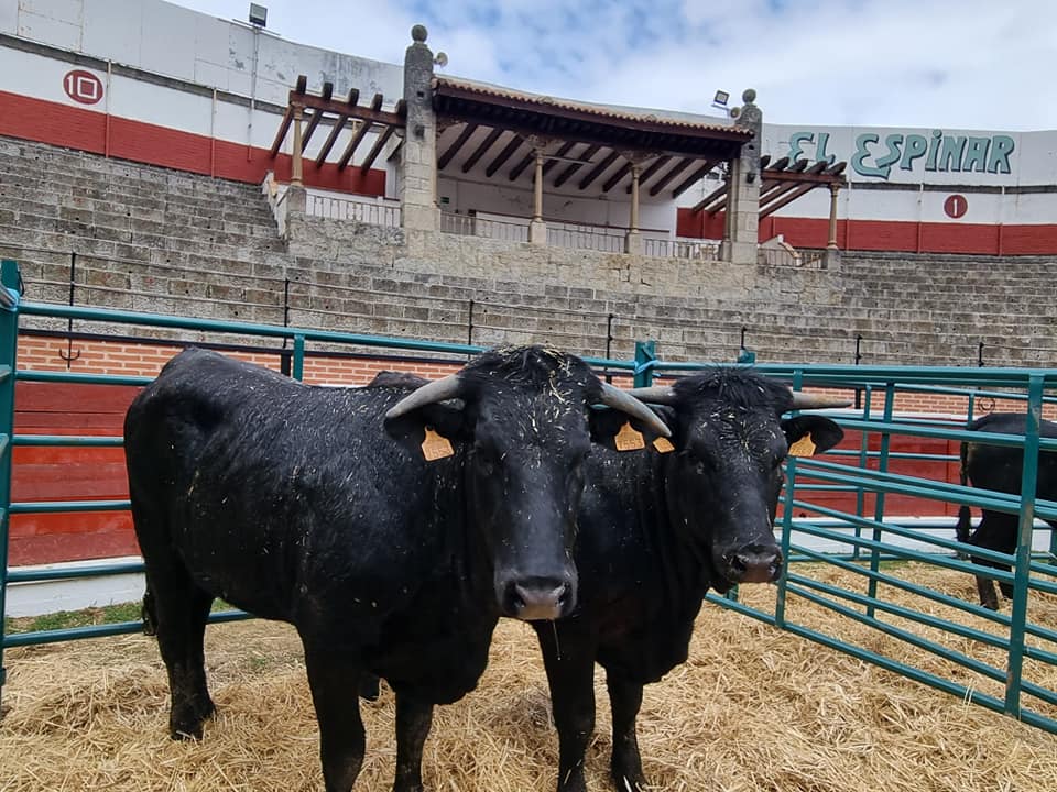 Corrales en la Plaza de Toros.