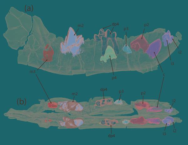 Mandíbula del Prodissopsalis jimenezi.