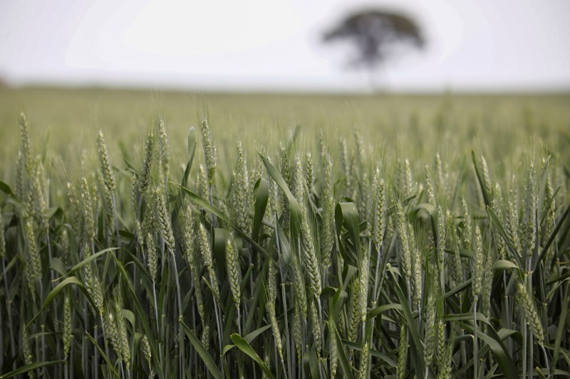 El campo alerta de pérdidas irreversibles en las cosechas por la sequía