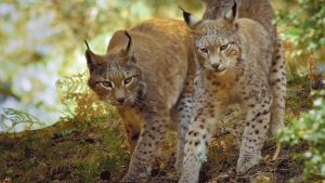 “'Lincessa. Los silencios del bosque' es el más hermoso viaje a un mundo de fantasía y misterio” 3 web 04