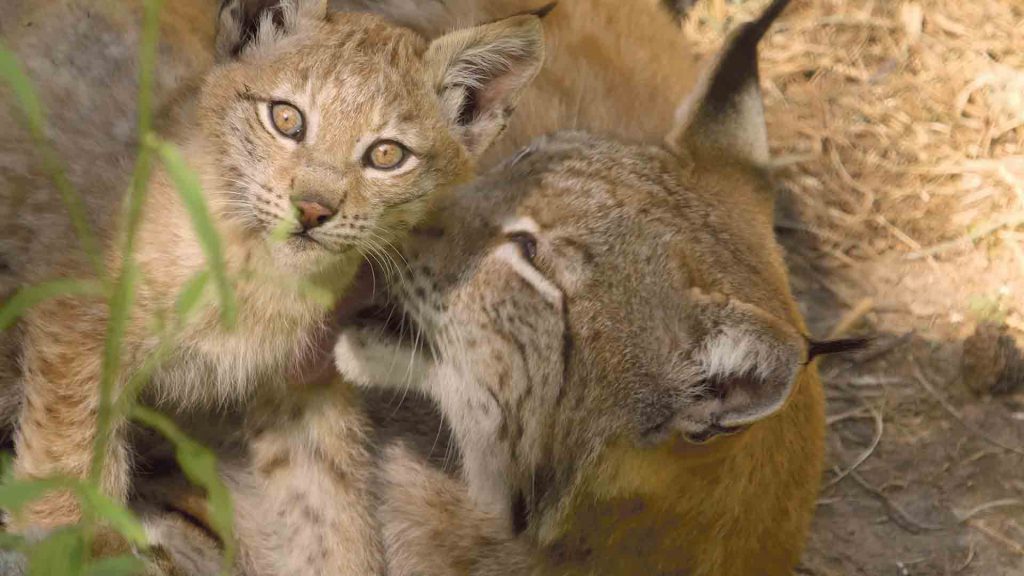 “'Lincessa. Los silencios del bosque' es el más hermoso viaje a un mundo de fantasía y misterio” 4 web 06