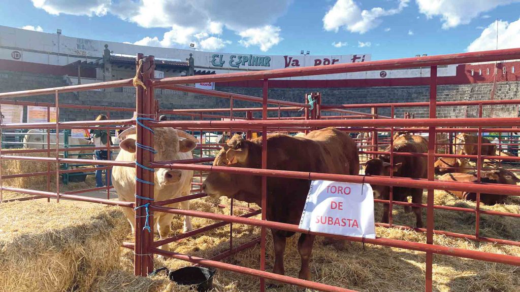 La Feria del Ganado Vacuno reúne a 16 ganaderías y 3.500 personas 2 web 3 3