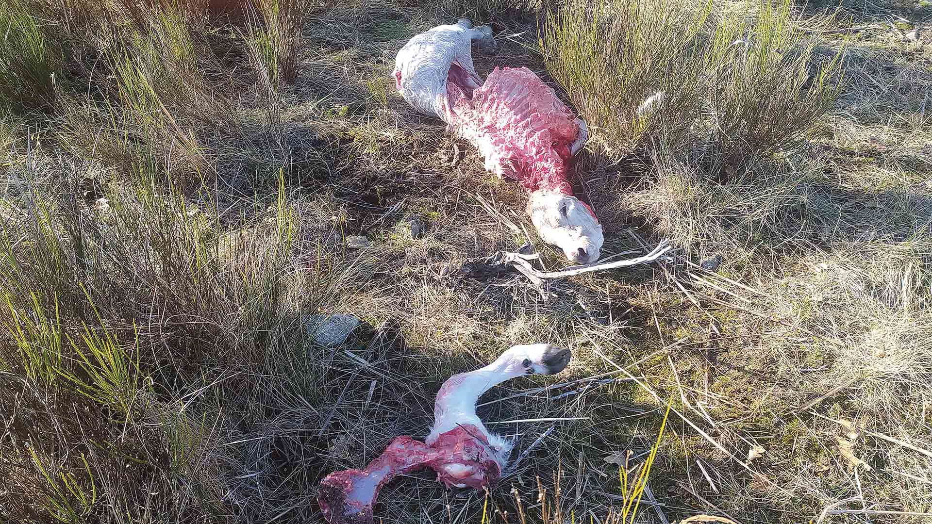 web Santiuste Pedraza maltrato animal abandono 4