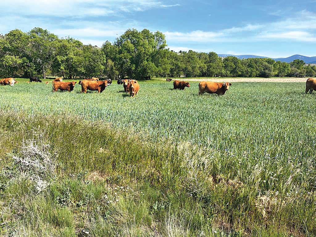 Varias cabezas de ganado vacuno pastan en un cultivo de cereal de la zona. / E. A.