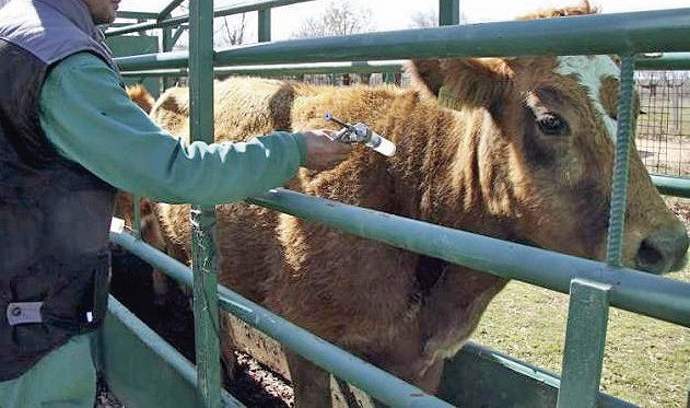 Una vaca recibiendo una inyección en una granja de vacuno. / ICAL