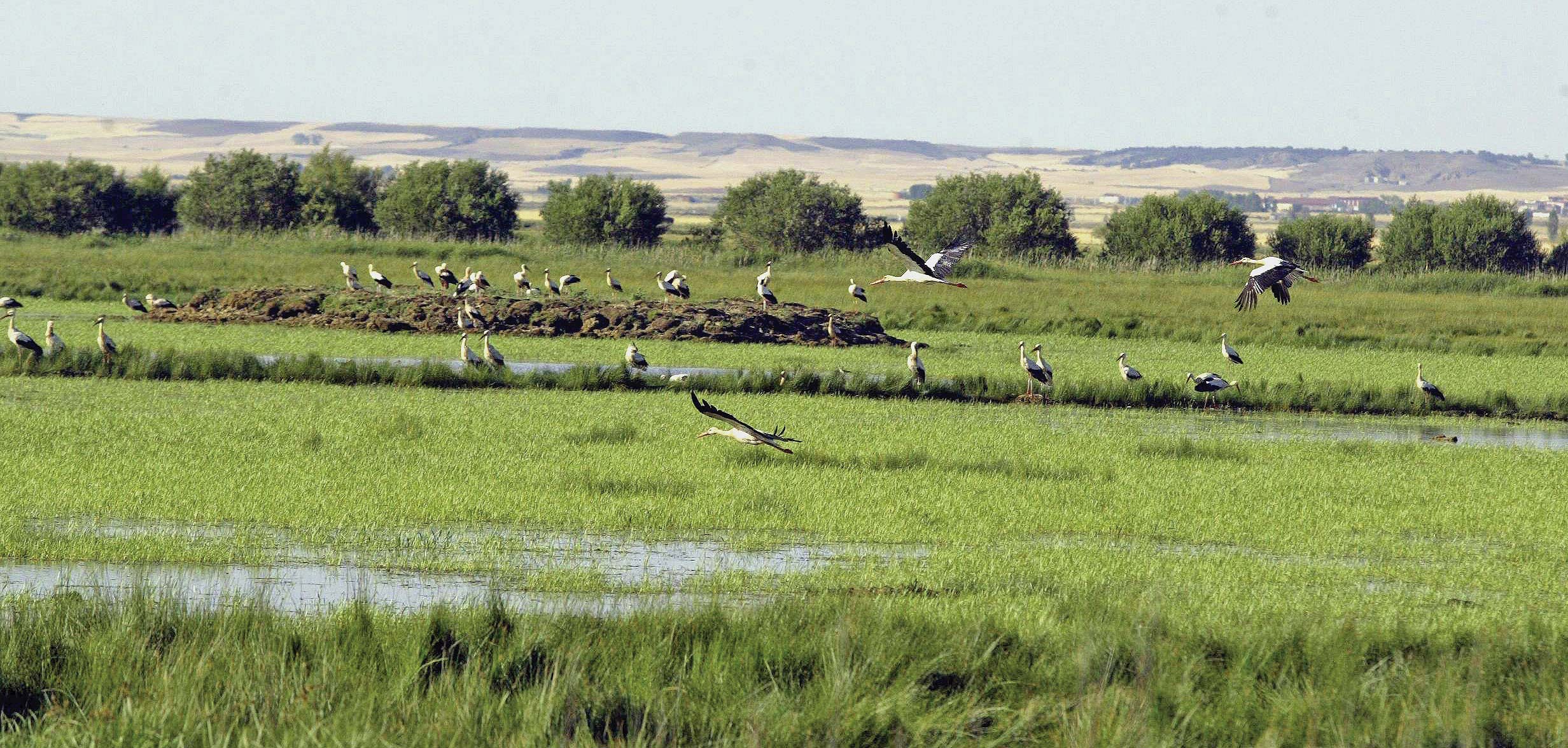 Aves en la Laguna de La Nava, situada en Palencia./ ICAL