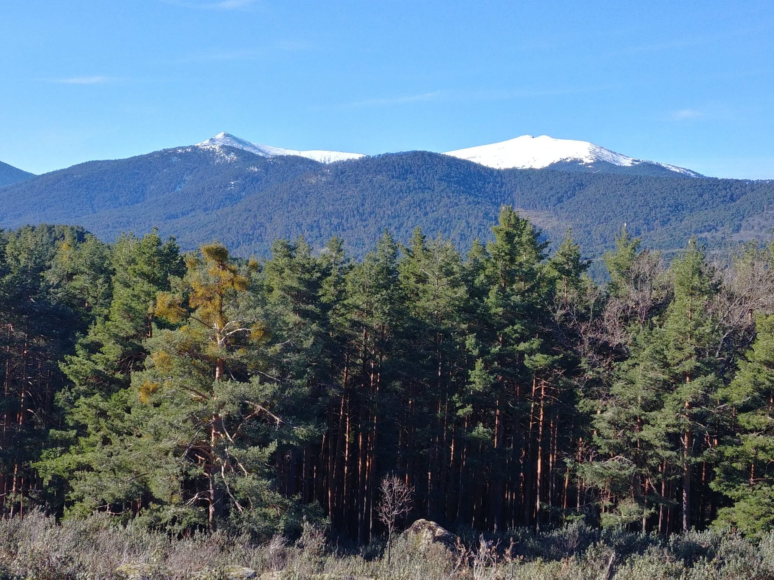 Pinar de Valsaín, una de las masas boscosas mejor conservadas de España. / E. A.