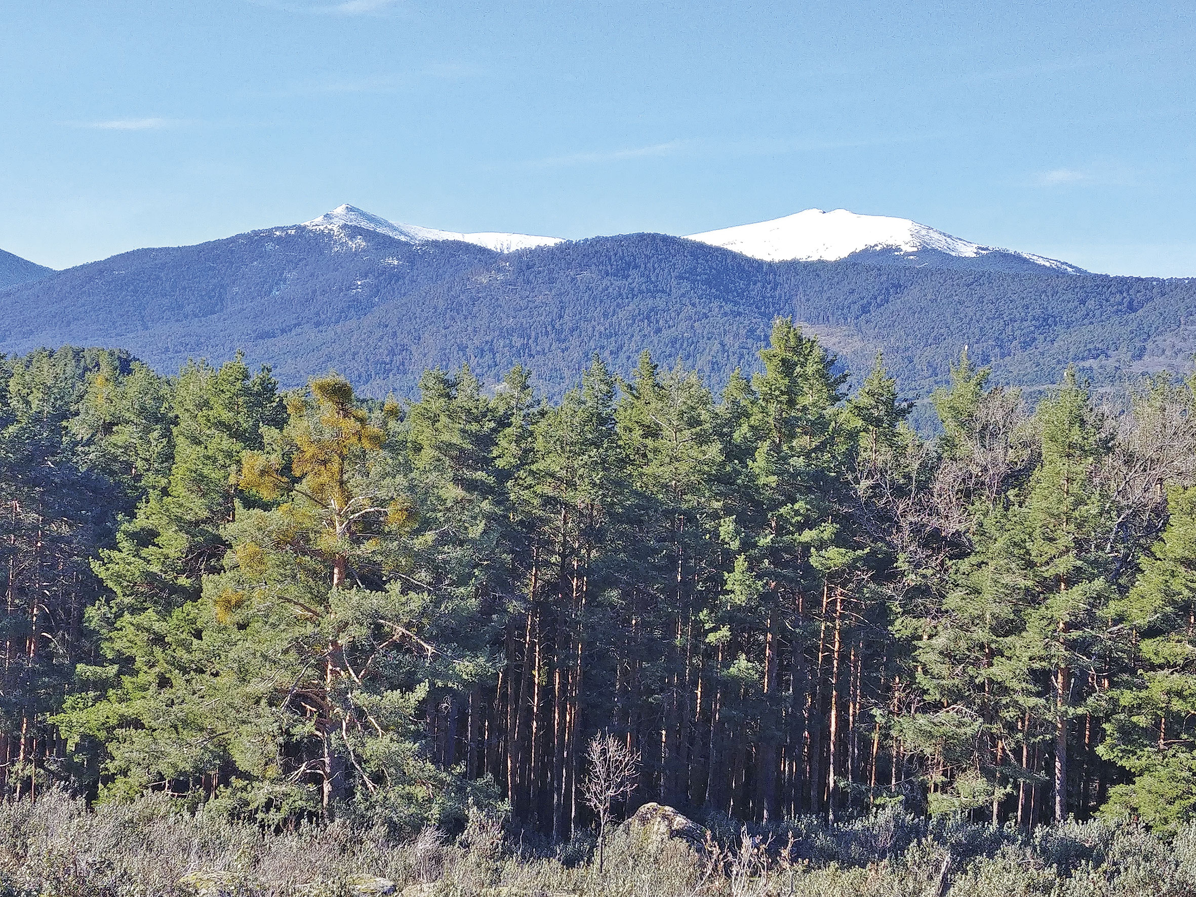 Pinar de Valsaín, una de las masas boscosas mejor conservadas de España. / E. A.
