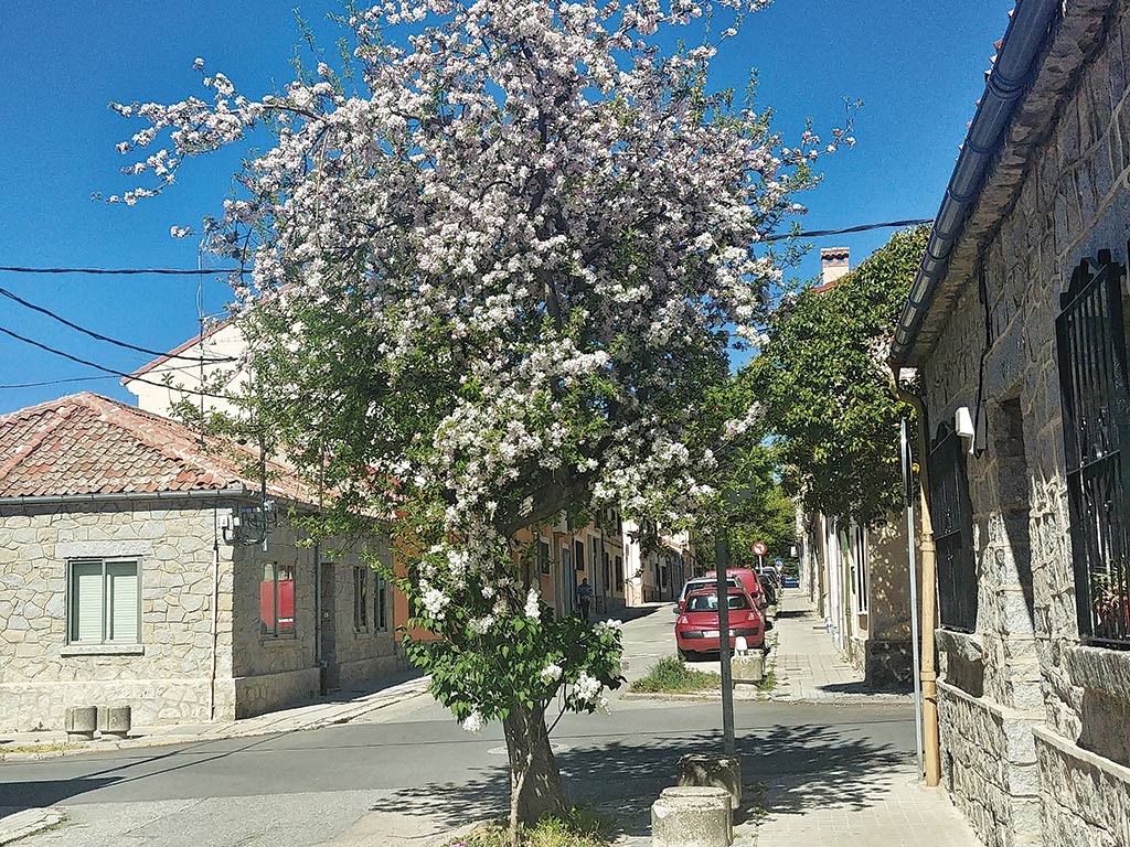 Manzano urbano, en flor hace unos días, como el lilo albino que crece al lado. / E. A.