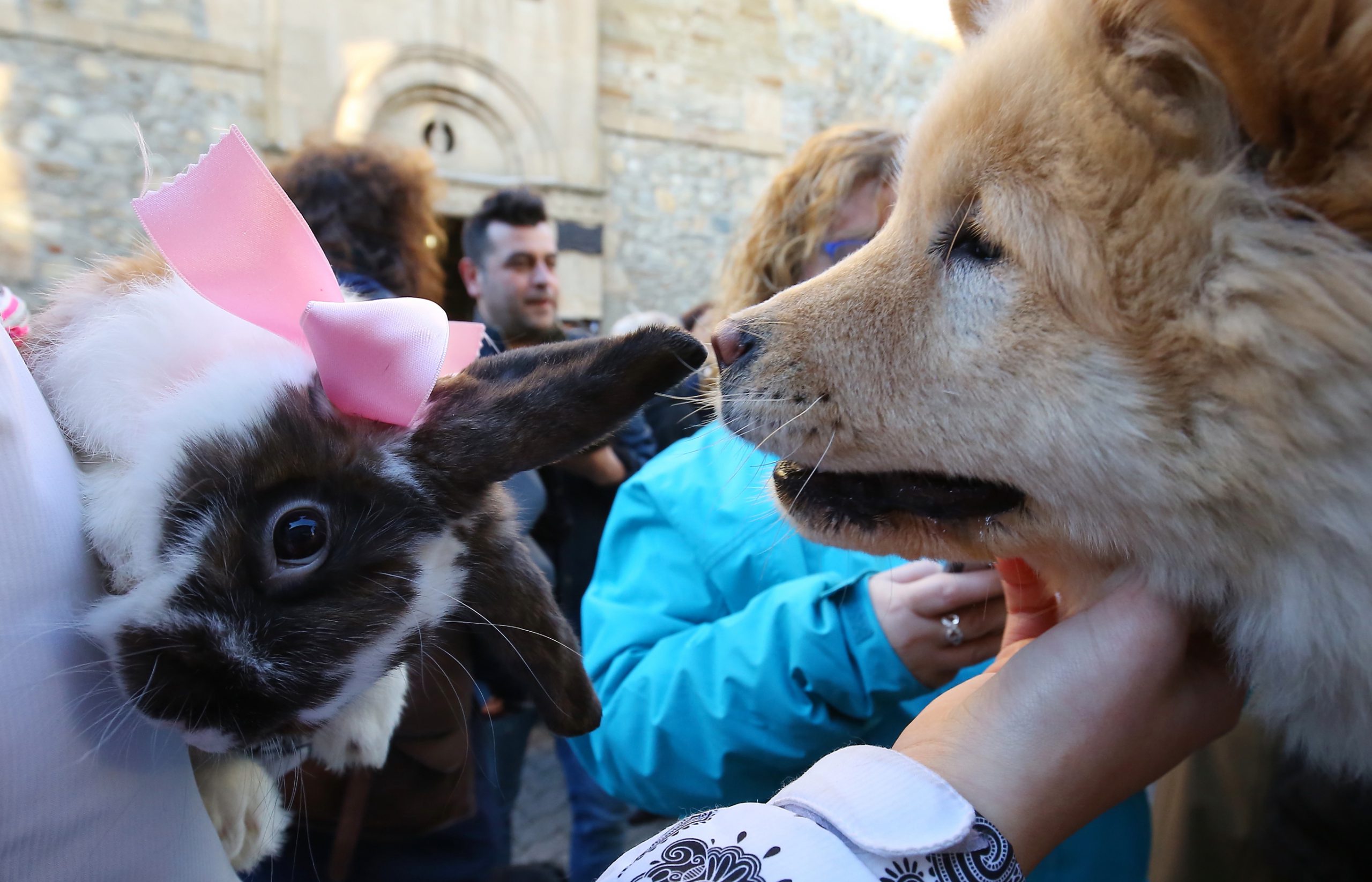 En la Región hay inscritos 593.484 animales. / César Sánchez