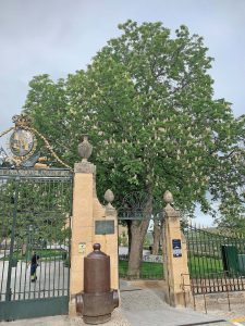 Los jardines de la plaza de la reina Victoria Eugenia 2 Castaño de indias.