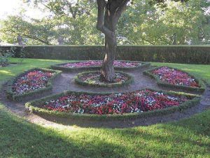 Los jardines de la plaza de la reina Victoria Eugenia 10 Detalle del cuadro ajardinado a NE: el tronco del prunus rodeado por la corona circular dibujada con chamacerasus y alegrías (Foto: Juan Manuel Santamaría).