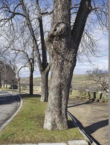 Los jardines de la plaza de la reina Victoria Eugenia 7 Castaño de indias centenario (Foto: Juan Manuel Santamaría).