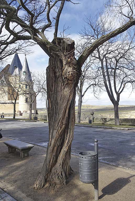 Los jardines de la plaza de la reina Victoria Eugenia 8 Acacia de sombra (Foto: Juan Manuel Santamaría).