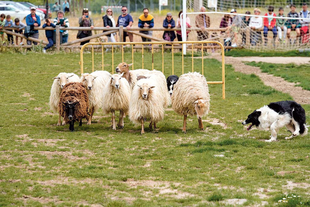 La exhibición de perros pastores tuvo muy buena aceptación por el público familiar que asistió a la Feria. / Miguel Ángel Fernández