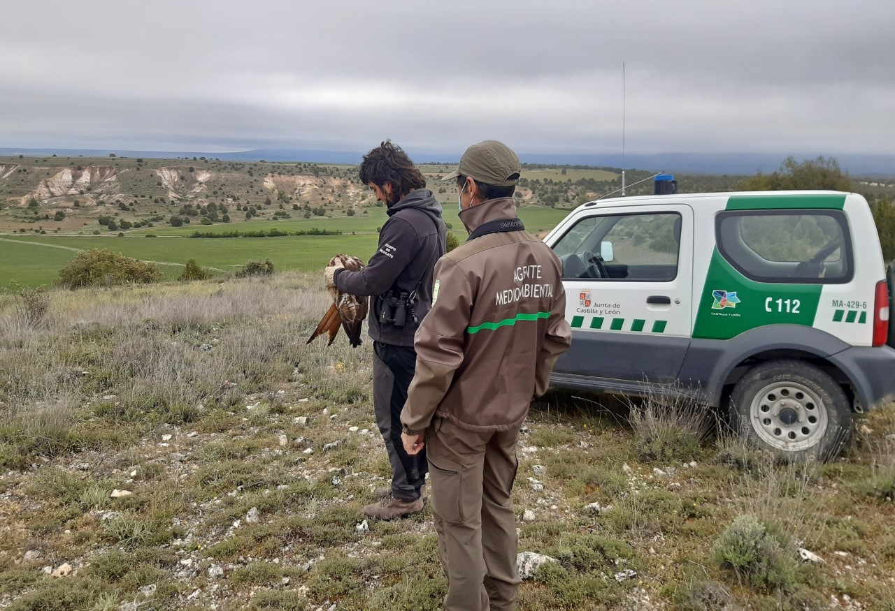 Suelta de un milano real recuperado en el CRAS de Segovia.