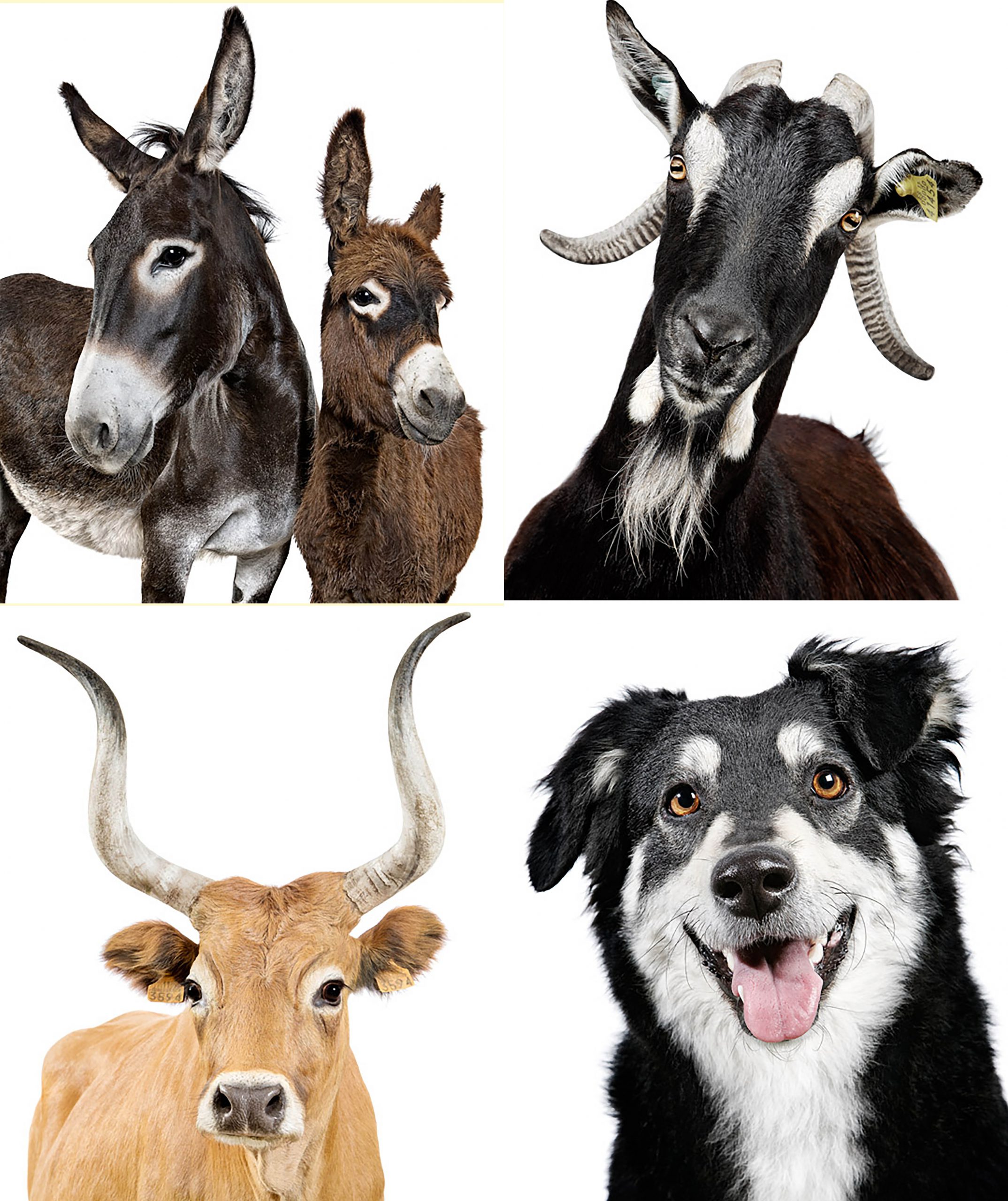 Habrá más actividades, como conciertos y un taller de hilado.