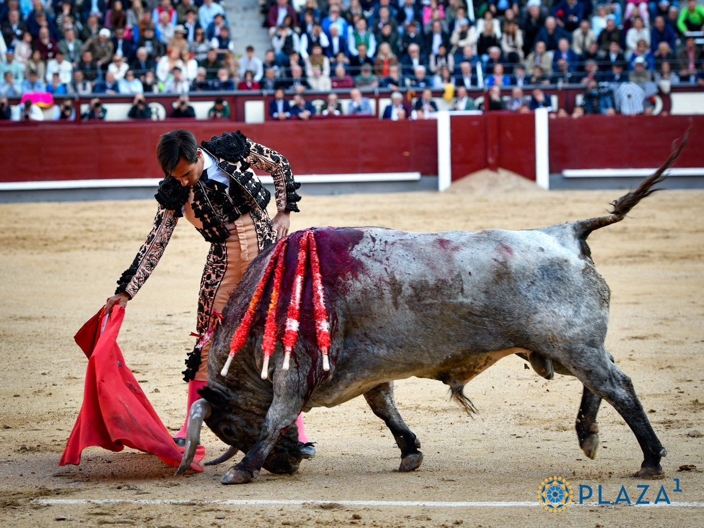 El toro 'Cartelero', de José Escolar, humilla en la muleta de Gómez del Pilar. / PLAZA 1