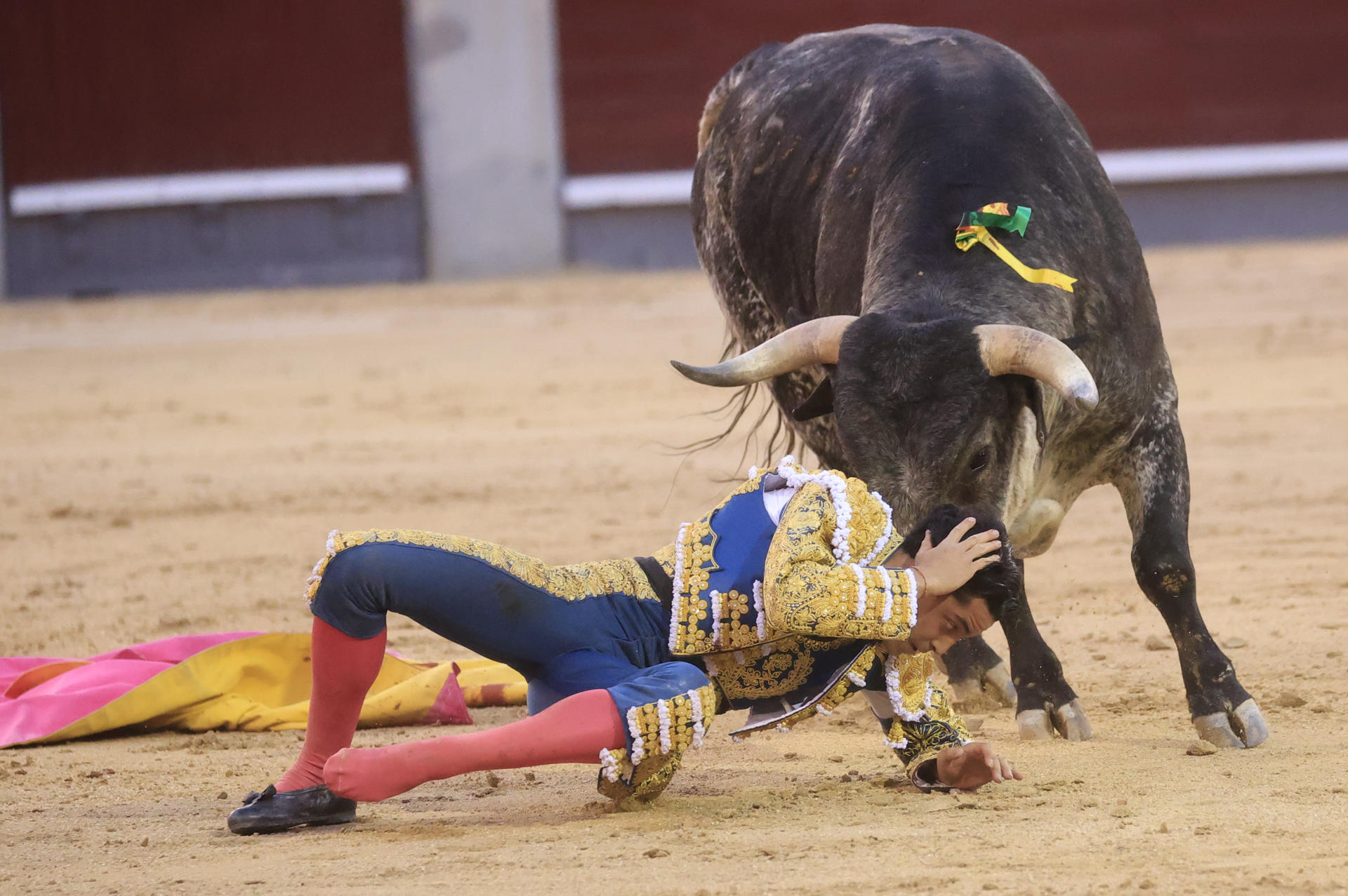 El novillero Marcos Linares tras ser volteado por el segundo de su lote durante el séptimo festejo de la Feria de San Isidro, con novillos de la ganadería de Los Maños, este miércoles en la plaza Las Ventas de Madrid. EFE/ Zipi Aragón