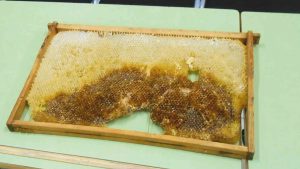 Ciencia, lenguaje y sociología en la colmena 4 web DSCN3621 1920wokkk