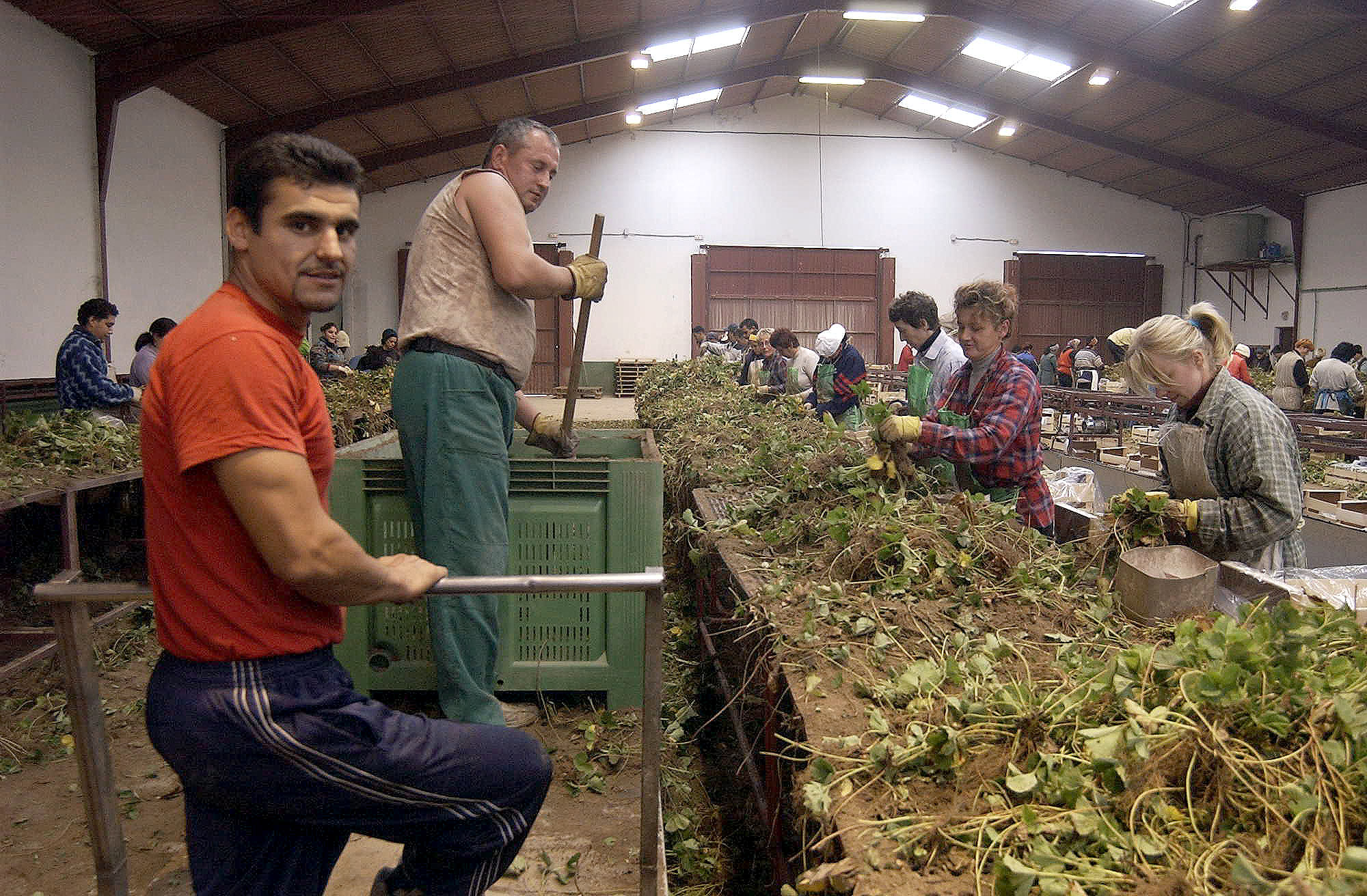 El cultivo de las plantas de fresa en Segovia para su exportación a otras provincias españolas y varios países europeos emplea a mucha mano de obra en los meses de otoño.
