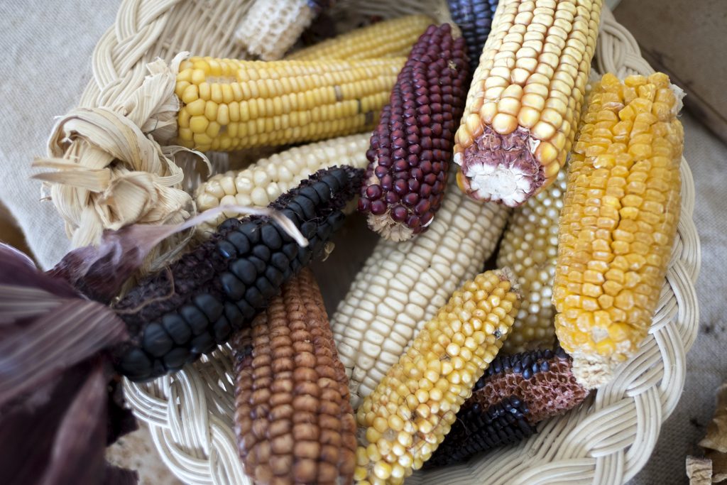 05MAX201705360202 ical variedades de maiz