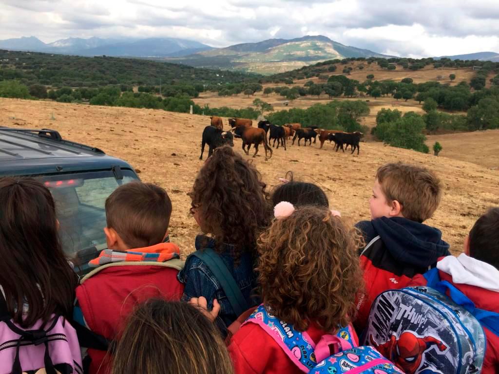 Alumnos de Infantil del CEO ‘Virgen de la Peña’ de Sepúlveda vistan las ganadería de Montealto./ FVB