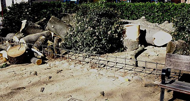 El jardín de “los frailes de los huertos” 2 1 Los Huertos Ailanto tronzado