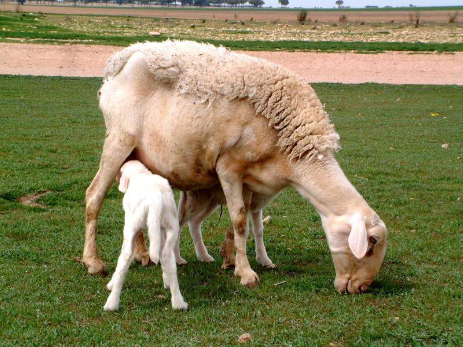 Corderos recién nacidos junto a su madre.