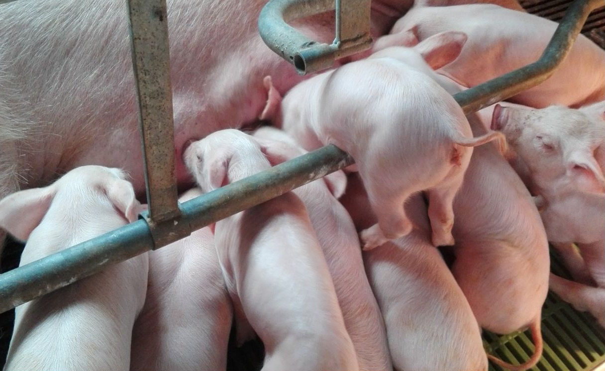Esta formación está dirigida a los profesionales del medio rural.