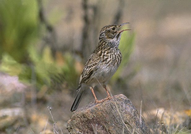 La alondra ricotí puede alcanzar una longitud de hasta 28 centímetros y es un ave de tonos pardos y grises, similar a otros aláudidos pero más estilizada. / SEO BIRD LIFE