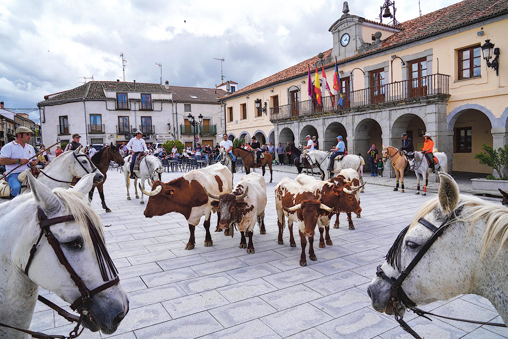 Los bueyes se situaron en el centro de la Plaza Mayor de Villacastín en torno a las 13 horas. / Miguel Ángel Fernández