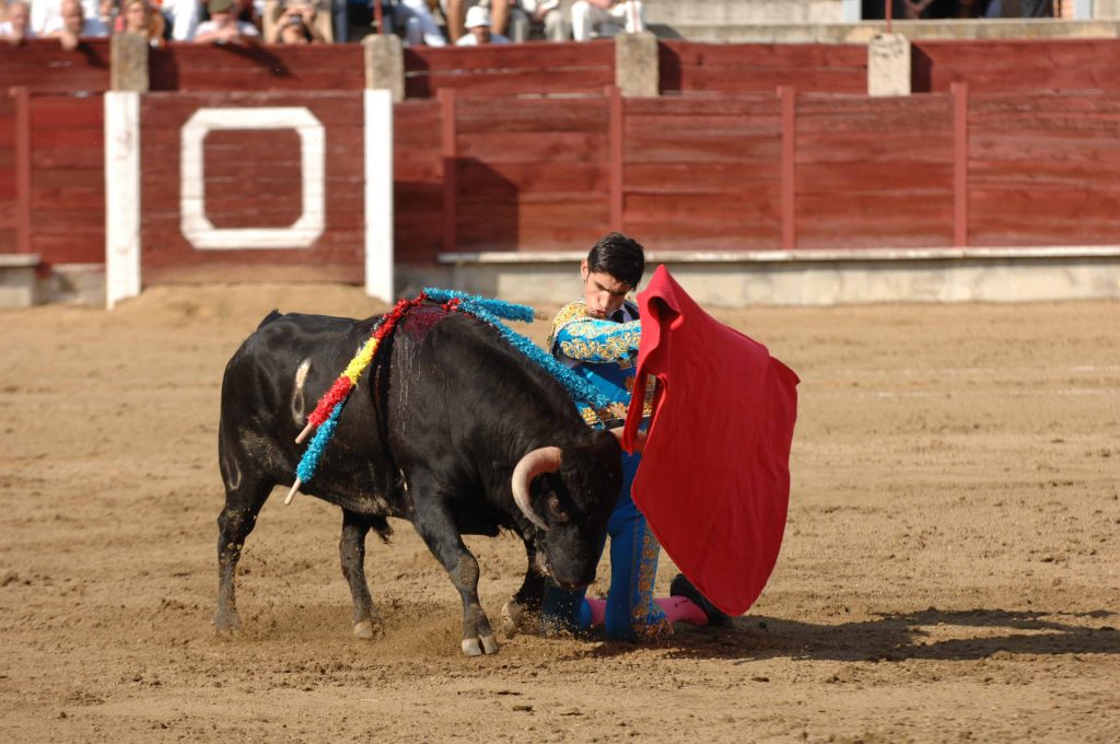El año que Segovia se iba a quedar sin toros por San Pedro y se organizó un festejo 'in extremis' 4 Victor Barrio de rodillas