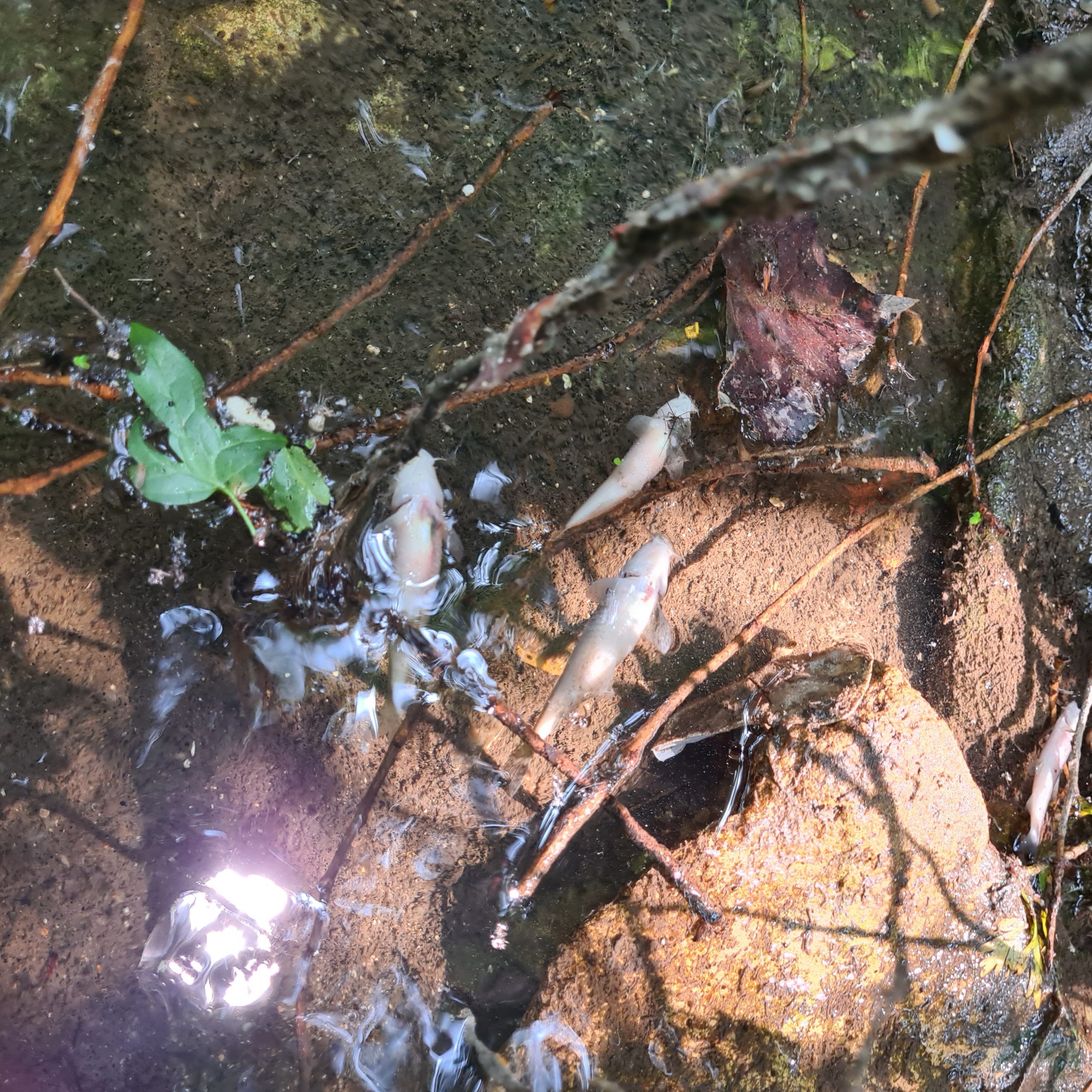 peces muertos scaled