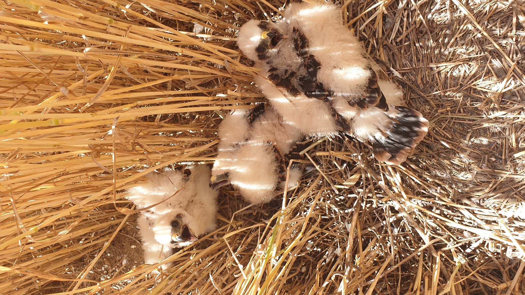 Nido de Aguilucho. FOTO: ALBERTO REMACHA