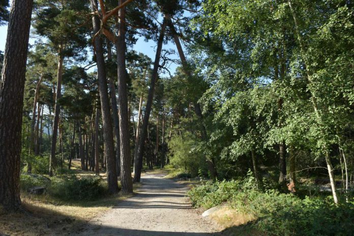 Una ruta para disfrutar del parque Nacional del Guadarrama.
