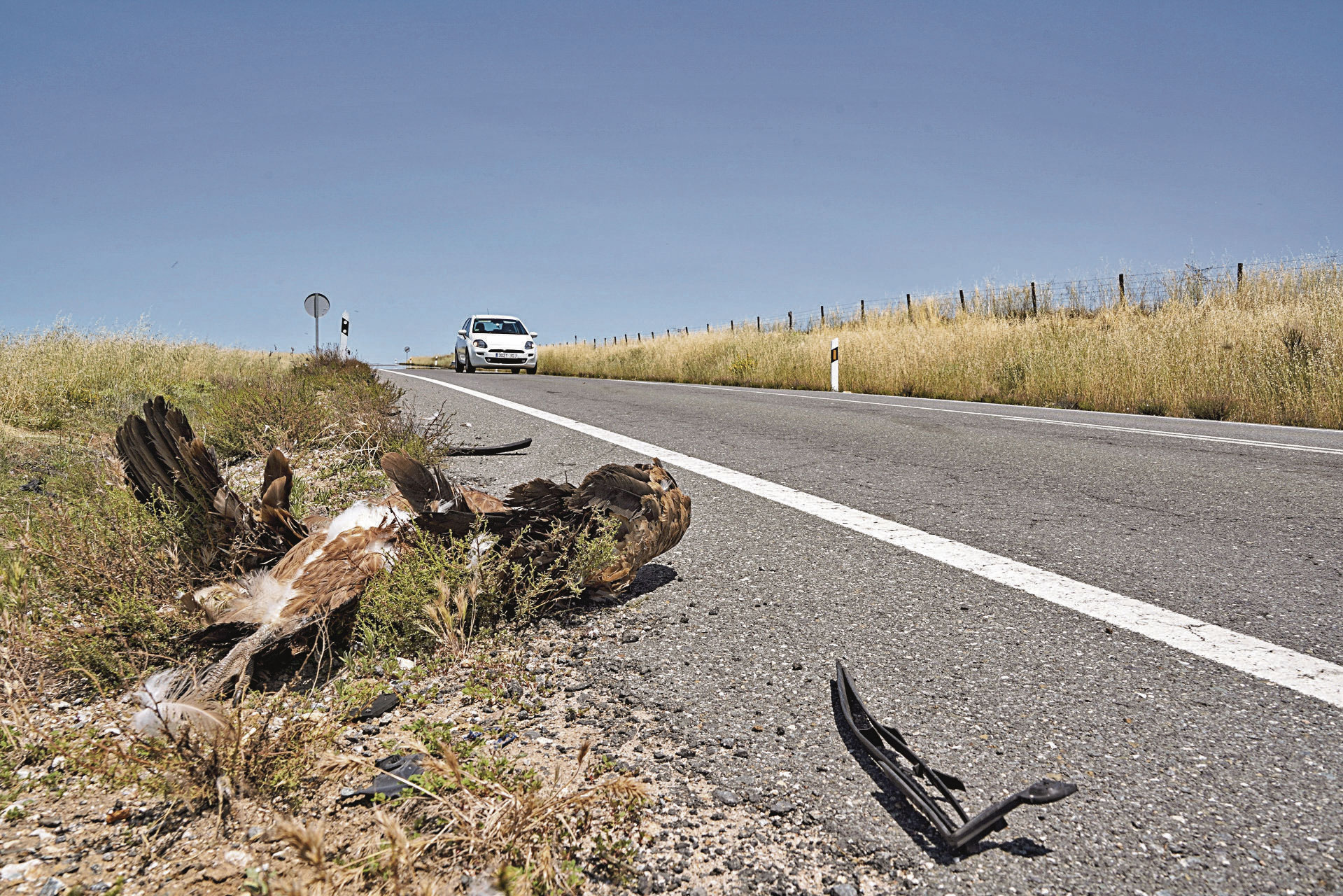 Uno de los buitres que hoy domingo permanecía en el arcén de la SG-313. / Miguel Ángel Fernández