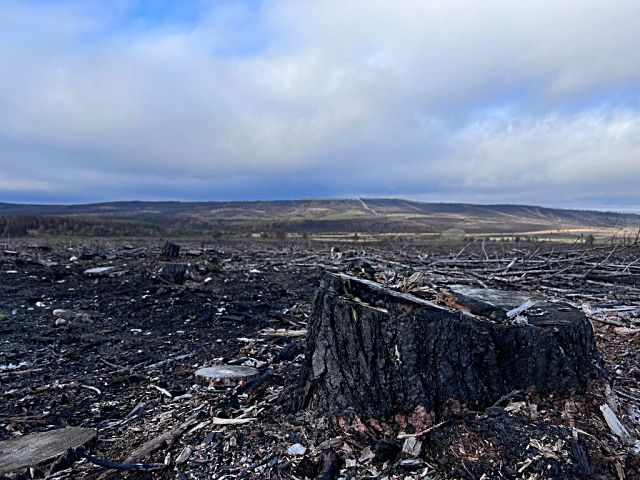 ona de la Sierra de la Culebra calcinada.