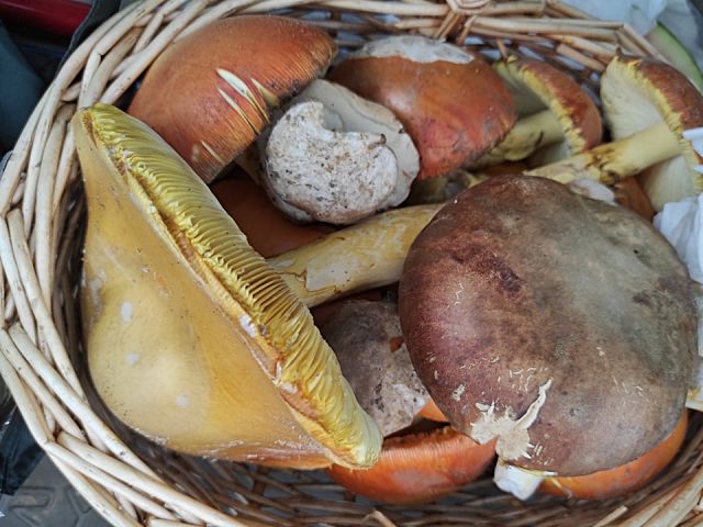 Setas recogidas durante la última campaña.