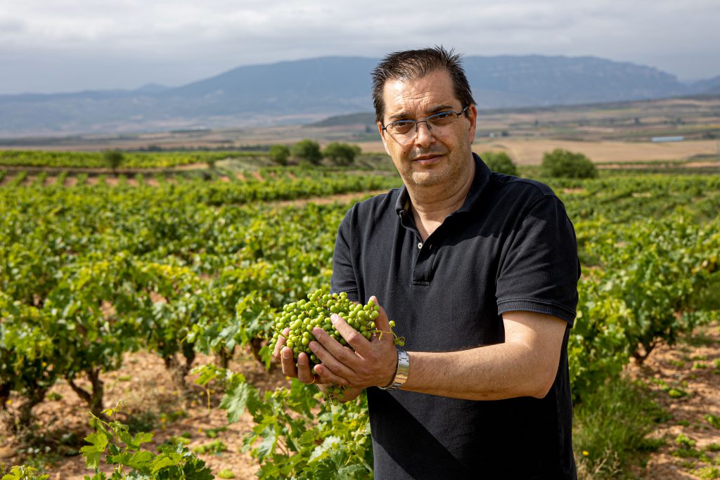 Vendimia en verde 3 Efe