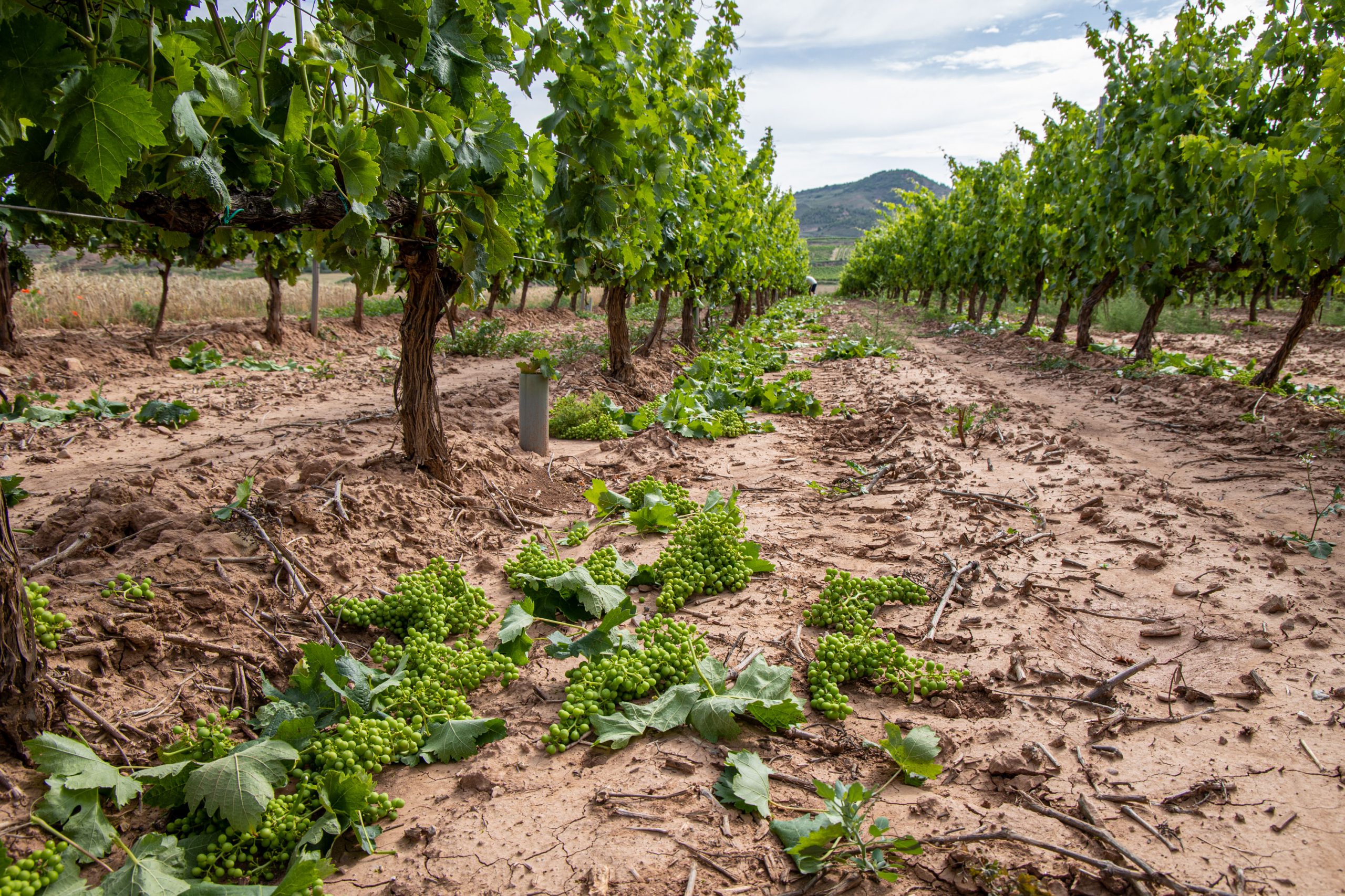 HORMILLA (LA RIOJA) 06/07/2023.- La cosecha en verde regresa este mes de julio a La Rioja para poder recuperar el equilibrio entre la oferta y la demanda por el elevado nivel de existencias en las bodegas. EFE/Raquel Manzanares