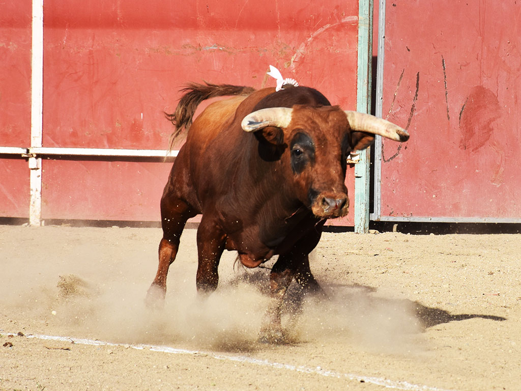 Novillo de Baltasar Ibán, lidiado el año pasado en La Granja. / A.M.